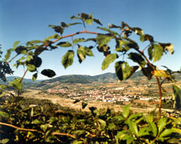 La valle di Langhirano La valle di Langhirano